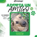 RAZIEL CHAVARRÍA AMA A LOS ANIMALES Y FOMENTA LA ADOPCIÓN RESPONSABLE EN JILOTZINGO